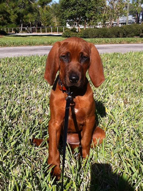 Our redbone coonhounds puppies for sale come from either usda licensed commercial breeders or hobby breeders with no more than 5 breeding mothers. Cooper= the most adorable redbone coonhound puppy! | The ranch