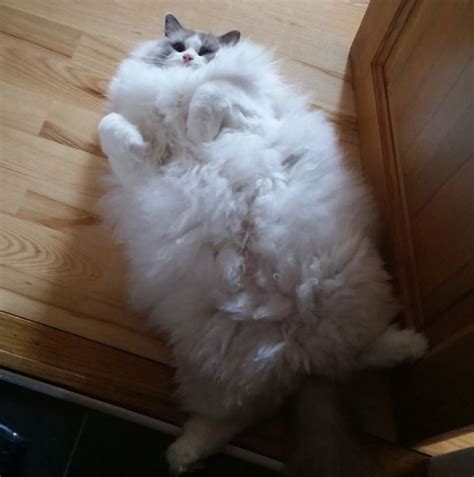20 Of The Furriest Cats In The World Who Would Love To