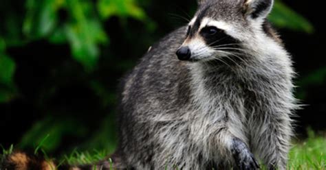 brooklyn woman attacked by 2 bizarre raccoons in central park cbs new york