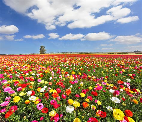 Field Of Yellow Red White Purple Flowers Holland Wall Mural