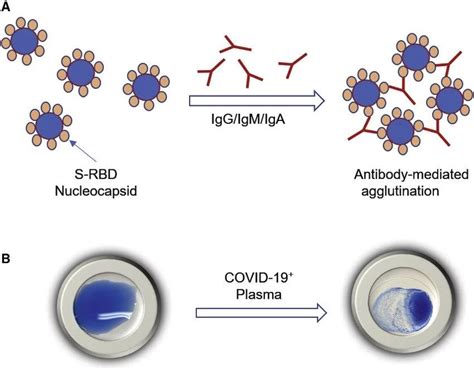 Antigen Antibody Interaction Its Definition And Types