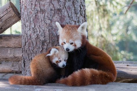 Red Panda Cubs With Mom