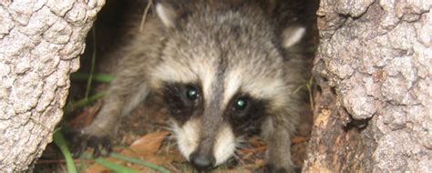 What Is A Group Of Raccoons Called Find Out Here All Animals Guide