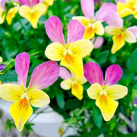 Viola Bunny Ears Collection Container Plants Flower Plants