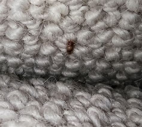 Carpet Beetle Bites
