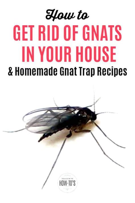 How To Get Rid Of Gnats Easily Homemade Gnat Trap Gnat Traps How To