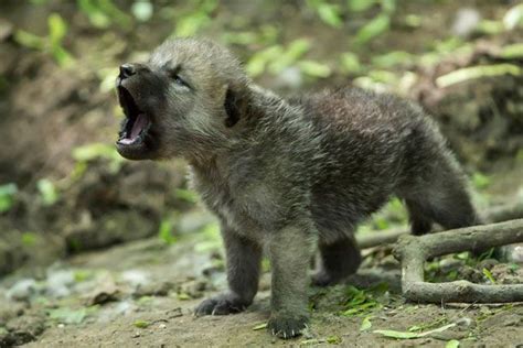 Pin By Greg Devski On Funny Arctic Wolf Wolf Pup Baby Wolf