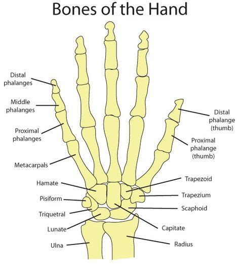 Hand Bone Anatomy News Information Hand Bones Anatomy Functions