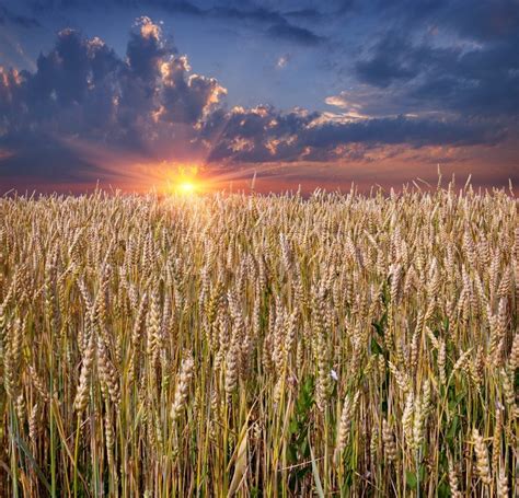 Sunrise Among A Wheat Fields At Summer Stock Photo Colourbox