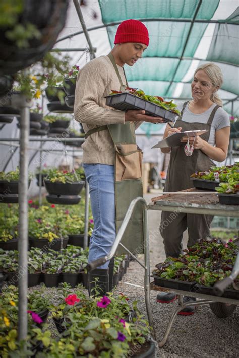 Plant Nursery Workers Inspecting Plants In Greenhouse Stock Image