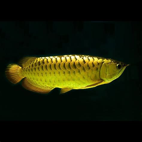 We sell only healthy fishes and all our fishes are delivered with cites.in stock we have the following types of arowanas avaolable with sizes ranging from 6 inch to 35 inches.contact me now and let me know type and sizes you need; Planet Arowana Green Arowana for sale