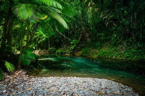 Amazing Rainforest Views That Will Make You Feel Like Youre There