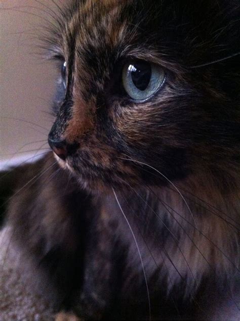 92 Best Tortie Cats Images On Pinterest Calico Cats Cute Kittens And