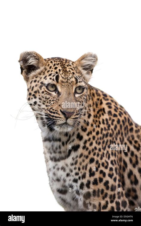 Portrait Of A Leopard Stock Photo Alamy
