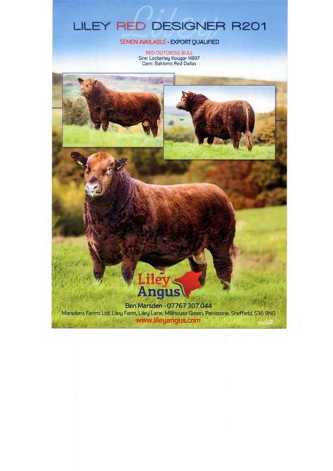 Semen For Sale Liley Angus Aberdeen Angus Cattle Society