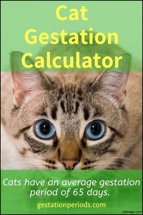 Get Gestation Period Cat Pregnancy Timeline With Pictures Pictures