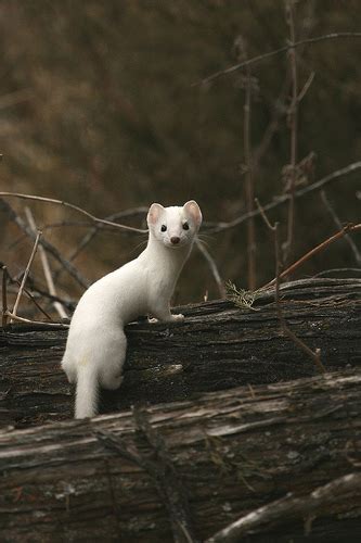 Maryland Biodiversity Project Ermine Mustela Erminea