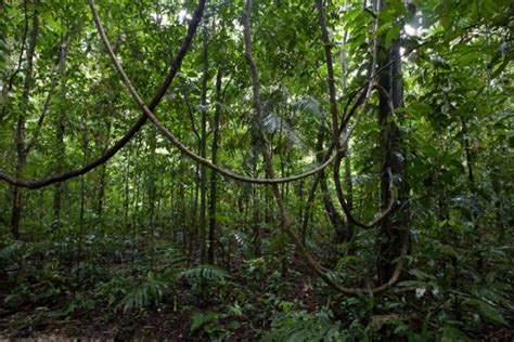 Sólo Árboles Las Lianas De Los Bosques Tropicales Dificultan La