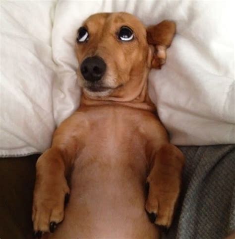 35 Sleepy Dogs Who Just Want A Good Snooze In Their Masters Bed