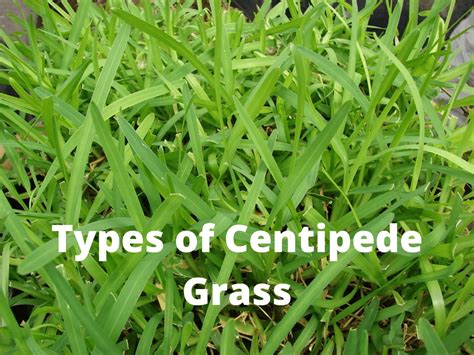 5 Types Of Centipede Grass You Should Know