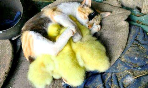 This Cat Adopted Ducklings Thinking They Are Kittens And The Result Is