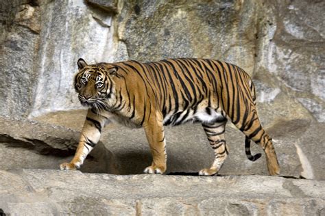 Filesumatran Tiger Berlin Tierpark Wikimedia Commons