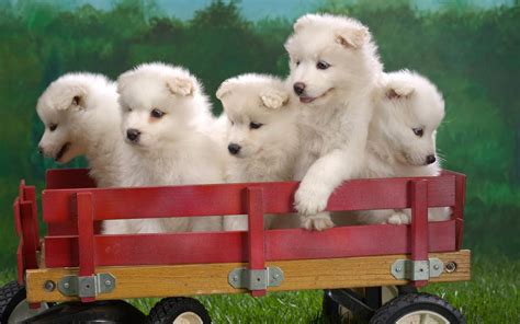 Cute Funny Animalz Funny Cute White Puppies Photography 2013