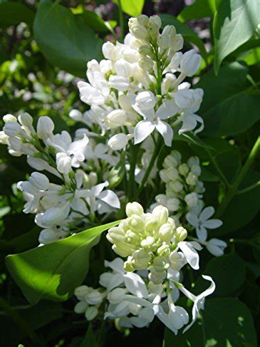 Syringa X Hya Angel White Lilac Shrub White Flowers 3 Size C