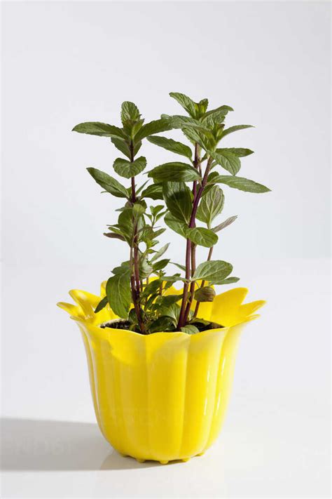 Potted Plant Of Japanese Mint On White Background Close Up Stock Photo
