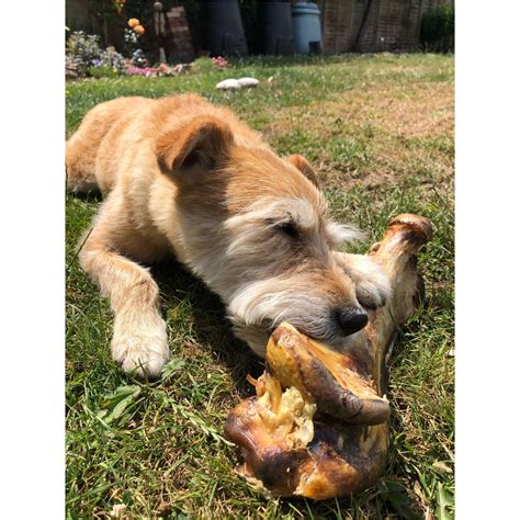 Ostrich Bone Low Fat Dog Chew The Little Pet Biscuit Company