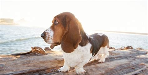 Can A Basset Hound Swim And Do They Even Like Water