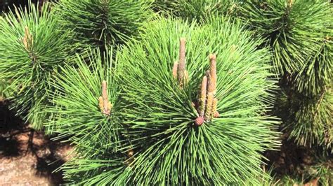 Fast Growing Black Pine Trees Youtube