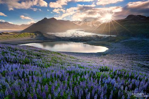 Lupines In Iceland An Early Summer Nights Dream News Synnatschke