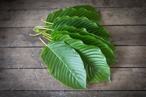 Mengenal Kratom Tanaman Asal Kalimantan Yang Dilarang BNN Karena Berefek Seperti Obat Penenang