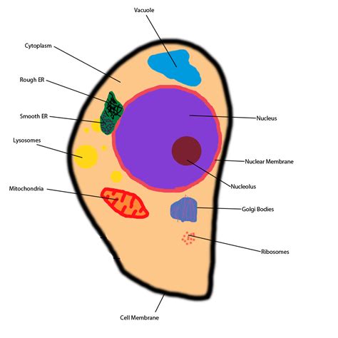 Easy diagram of animal cell. Basic Animal Cell Diagram - ClipArt Best