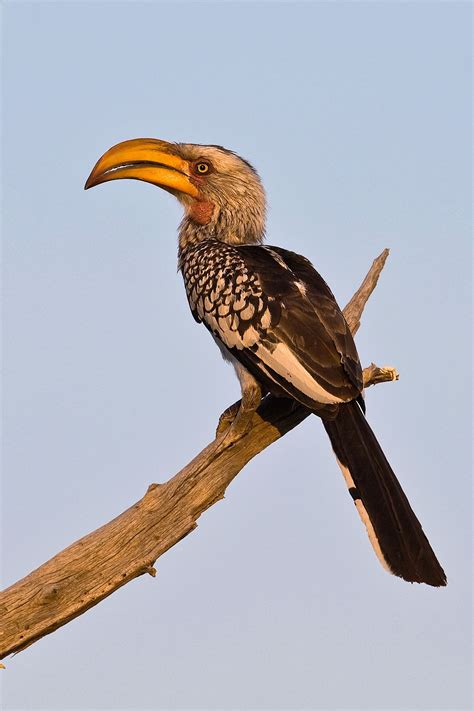 Yellow Billed Hornbill A Southern Yellow Billed Hornbill Known As