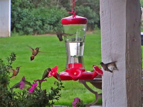 Homemade hummingbird food vs store bought. Hummingbird food recipe: 1 part sugar :: 3 parts water ...