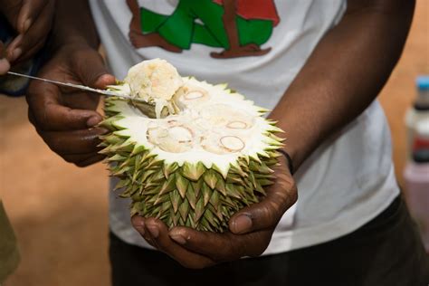 Durian 2020 | now durian season in thailand has begun. Durian Season in Zanzibar 2020 - Rove.me