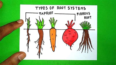 How To Draw Types Of Root System Drawing Tap Root And Fibrous Root