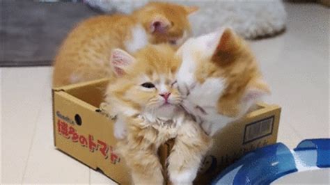 Collection by wanda riggan • last updated 2 days ago. Kittens GIFs - Find & Share on GIPHY
