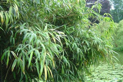 What Bamboo Is Best For Privacy Screens Bamboo Plants Hq Bamboo