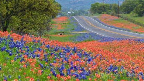 10 Spectacular Spots For Wildflowers