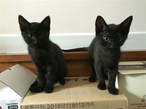 Oh Good The Twins Are Awake Cute Black Cats Black Cats Rock