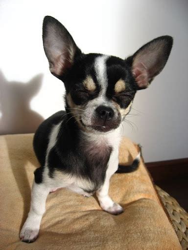 Maltese Chihuahua Mix Black And Brown Pets Lovers
