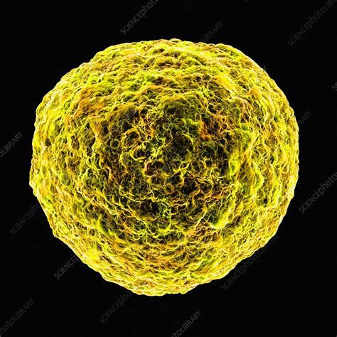 Human T Cell Leukemia Virus Artwork Stock Image F0103730