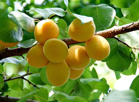 Dwarf Puget Gold Apricot Tree Easiest Growing Apricot Tree 2 Years