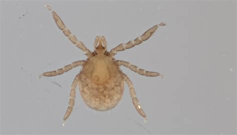 In The Southern Us Young Blacklegged Ticks Habitat Is A Mystery