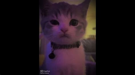 Cat Rizzed You Up🫣🫣 Edit Youtube Ytshorts Youtubeshorts Cat Cats
