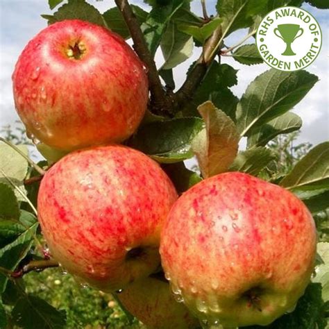 Multi grafted fruit trees stark bro s custom graft fruit trees. Dual Cordon Apple Tree | Scrumptious & James Grieve Apple Tree