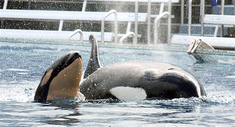 Seaworld Announces No More Captive Orcas